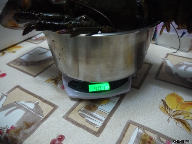 4KG超大奇行種:波士頓龍蝦