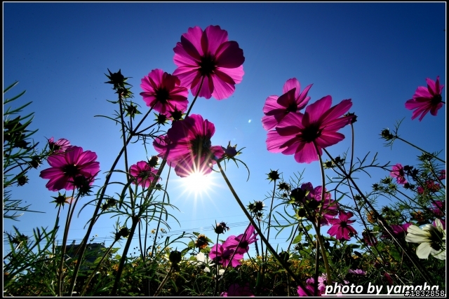 我的D600+SB900