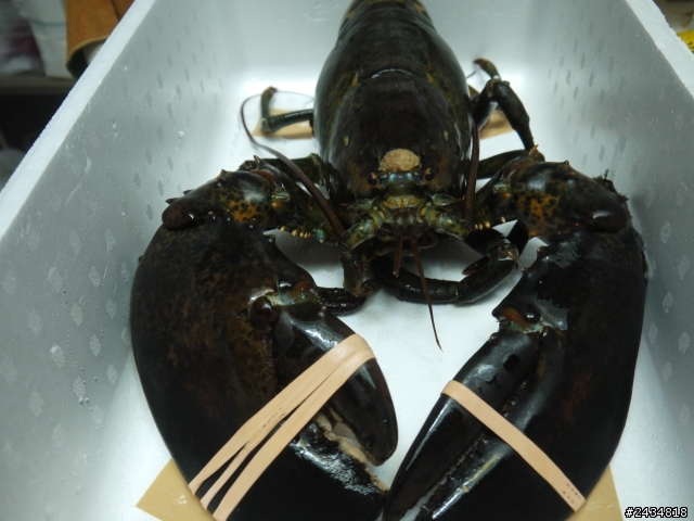 4KG超大奇行種:波士頓龍蝦