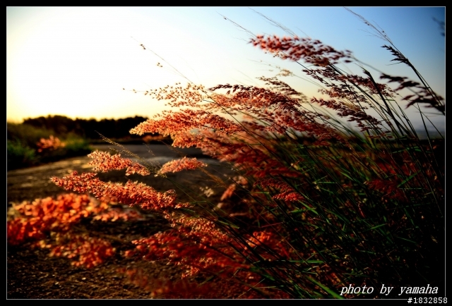 我的D600+SB900