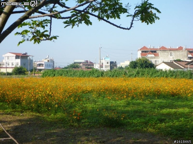 2013臺南市新市區「花現台南新市界」單車活動