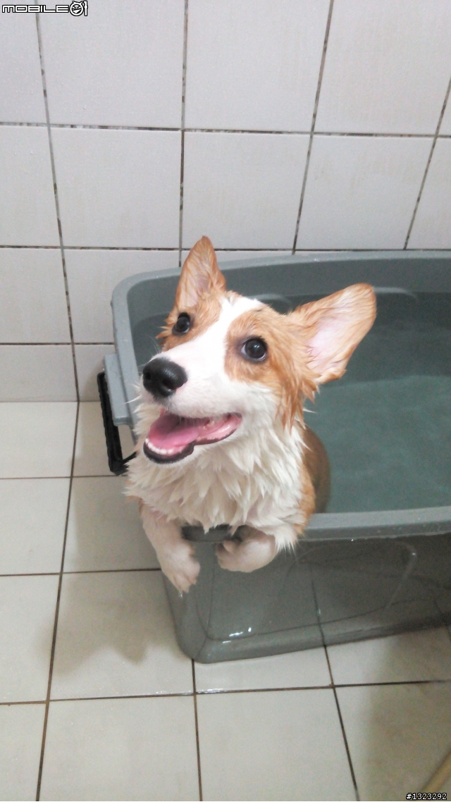 毛小孩_-柯基犬的寵物烘毛箱開箱&心得