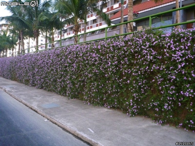 2013臺南市新市區「花現台南新市界」單車活動
