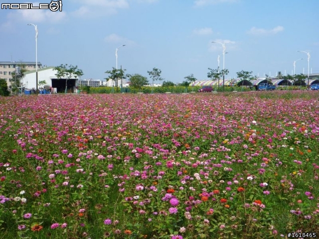2013臺南市新市區「花現台南新市界」單車活動