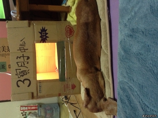 自製我家臭妹的零食