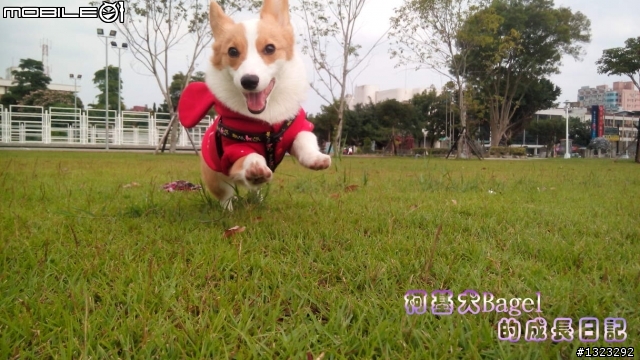 毛小孩_-柯基犬的寵物烘毛箱開箱&心得