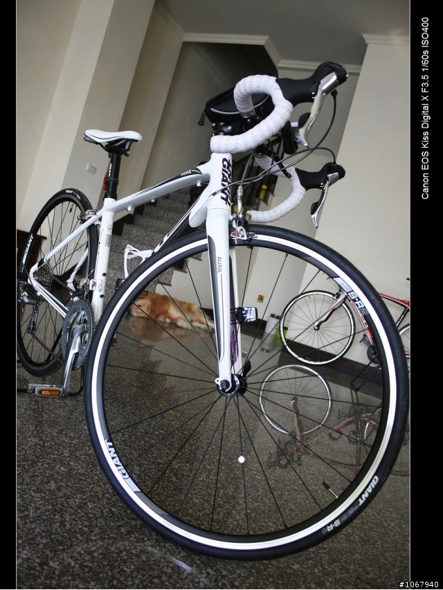 偽裝pinarello 加映老婆的AVAIL