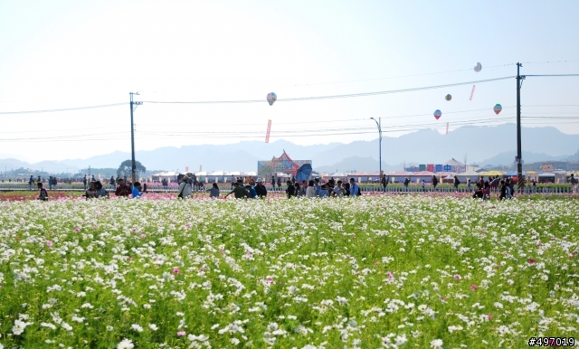 冬戀 . 魔法彩虹 * 2013 新社花海 & 台中國際花毯節 (  文末 11 / 17 花況八成 )