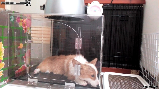 毛小孩_-柯基犬的寵物烘毛箱開箱&心得
