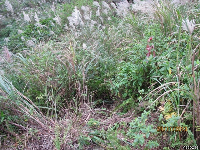 20131129 劍龍陵單攻