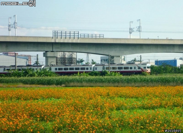 2013臺南市新市區「花現台南新市界」單車活動