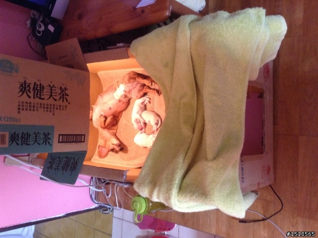 自製我家臭妹的零食