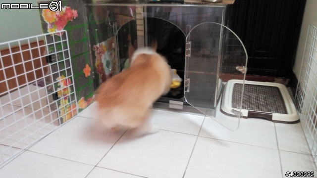 毛小孩_-柯基犬的寵物烘毛箱開箱&心得