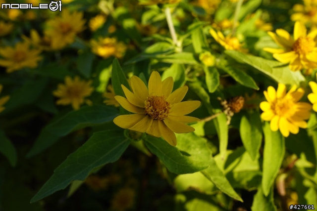 A7R+E24 純粹測試E24 光圈設定F1.8時散景的狀況