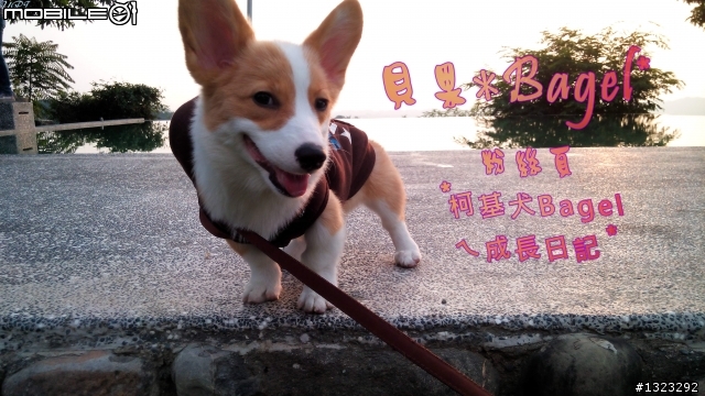 毛小孩_-柯基犬的寵物烘毛箱開箱&心得