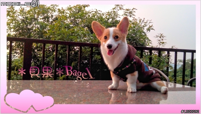 毛小孩_-柯基犬的寵物烘毛箱開箱&心得