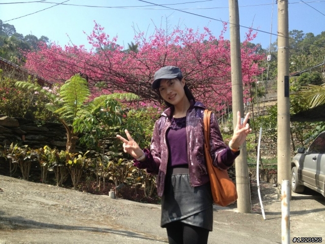 1020212 霧台賞櫻