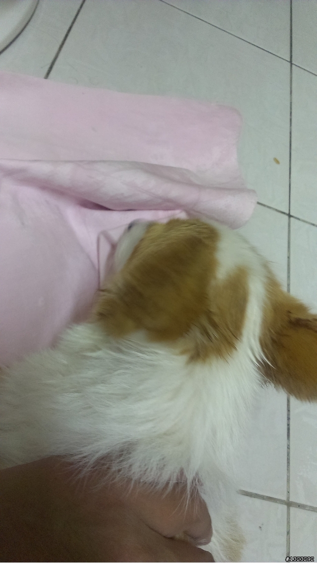 毛小孩_-柯基犬的寵物烘毛箱開箱&心得