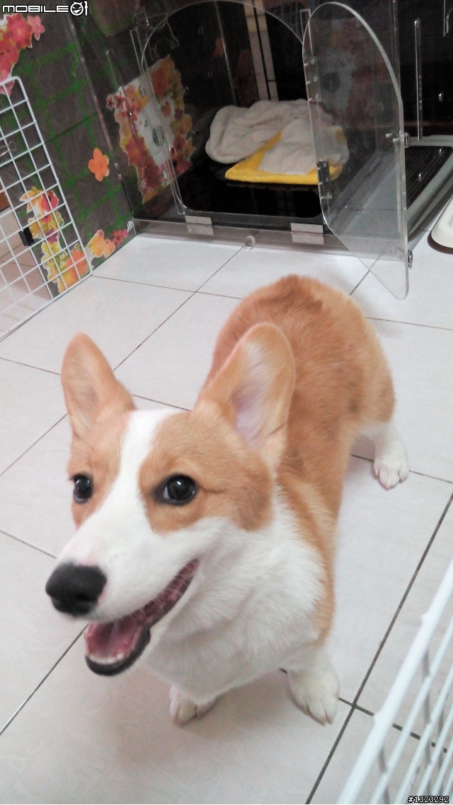 毛小孩_-柯基犬的寵物烘毛箱開箱&心得