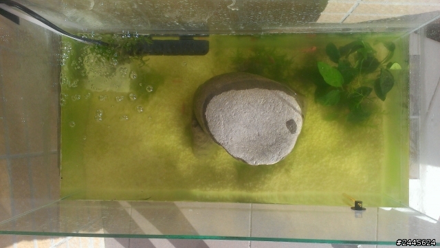 魚缸總是很渾濁,怎麼辦?