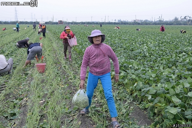 農村快樂拾毛豆與簡單毛豆料理