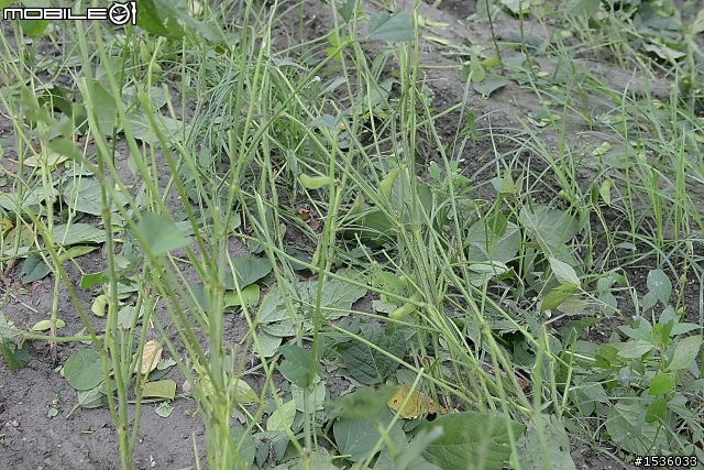 農村快樂拾毛豆與簡單毛豆料理