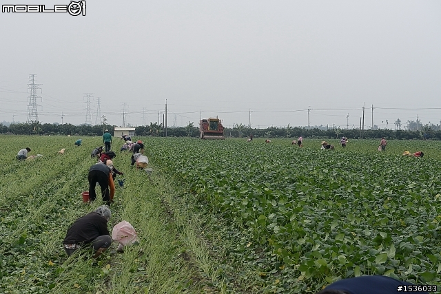 農村快樂拾毛豆與簡單毛豆料理