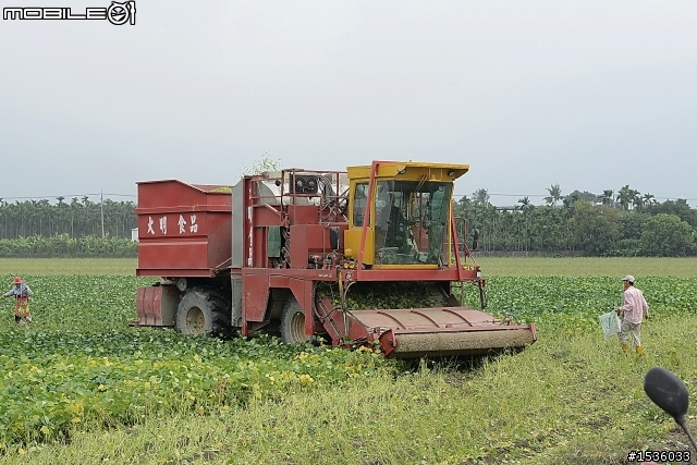 農村快樂拾毛豆與簡單毛豆料理