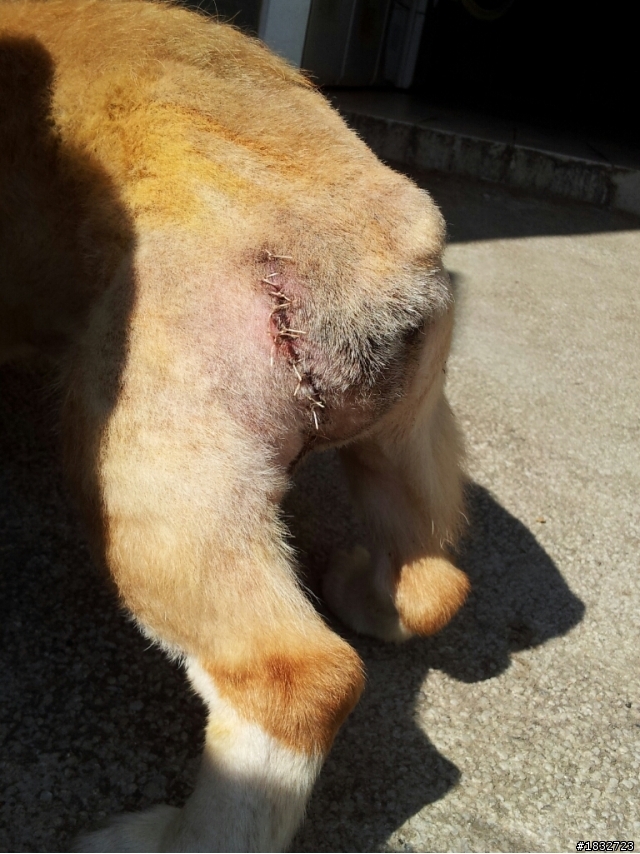 收養柯基 狗狗已經送出去囉!(1/6上午更新)