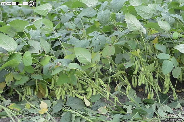 農村快樂拾毛豆與簡單毛豆料理