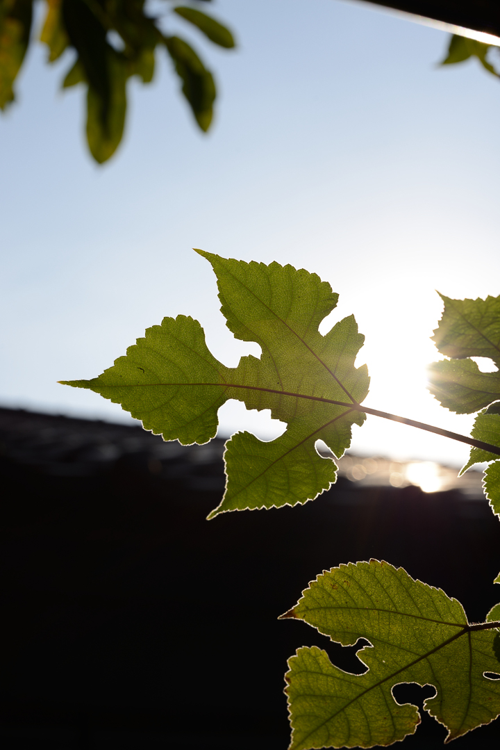 接近理論的完美 Zeiss Otus Distagon 1.4/55