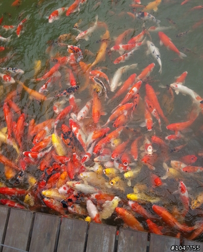 【食記】溪湖羊肉爐之旅