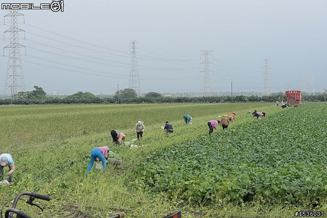 農村快樂拾毛豆與簡單毛豆料理