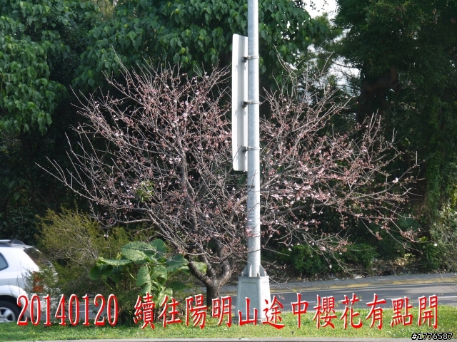 20140120 陽明山花季賞櫻竹子湖賞芋之旅