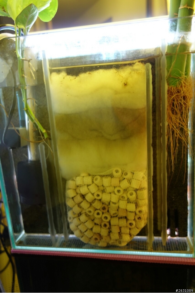 分享我的一尺缸蘭壽金魚飼養日記