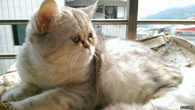 hTc Butterfly S LTE。肥蝶大電量 拍照猴腮雷