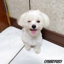 『瑪爾濟斯』就是醬可愛