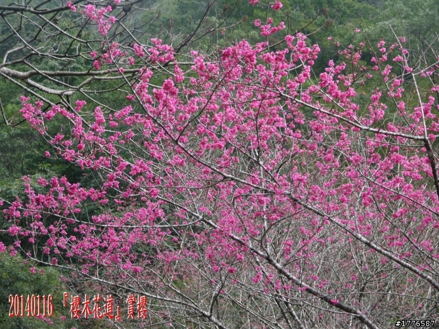 20140116 烏來福山賞櫻賞瀑之旅