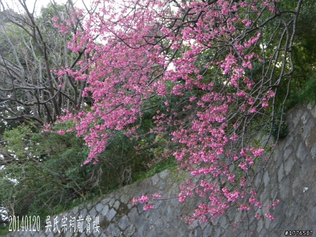 20140120 陽明山花季賞櫻竹子湖賞芋之旅