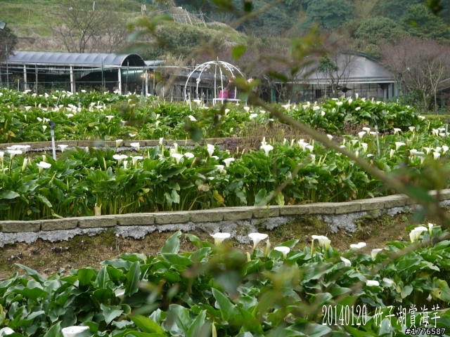 20140120 陽明山花季賞櫻竹子湖賞芋之旅