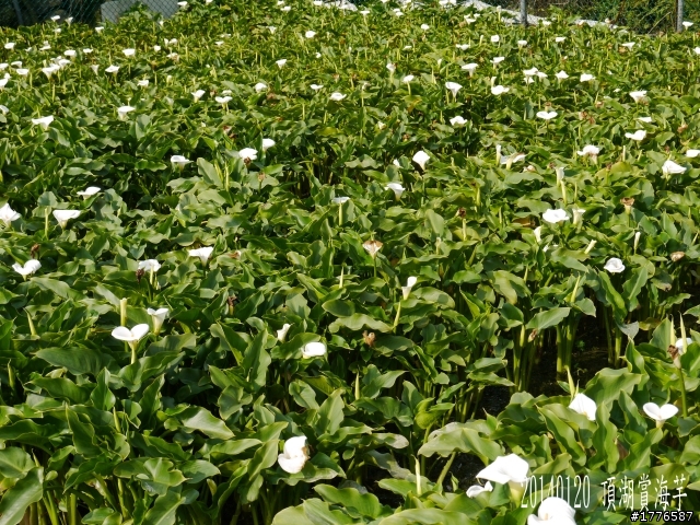 20140120 陽明山花季賞櫻竹子湖賞芋之旅