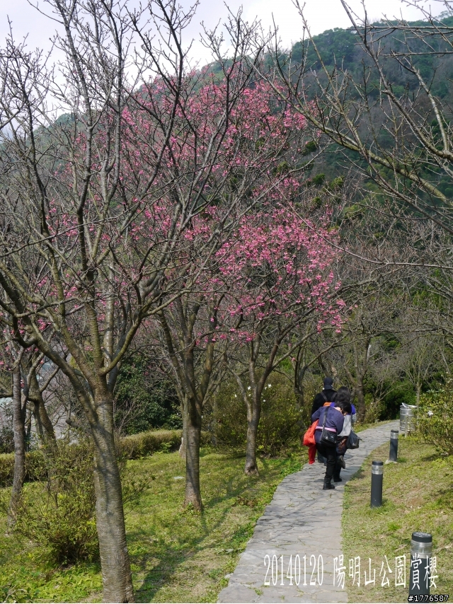 20140120 陽明山花季賞櫻竹子湖賞芋之旅
