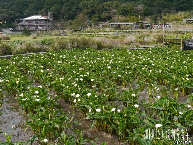 20140120 陽明山花季賞櫻竹子湖賞芋之旅