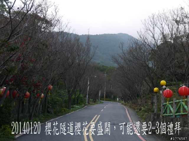 20140120 陽明山花季賞櫻竹子湖賞芋之旅