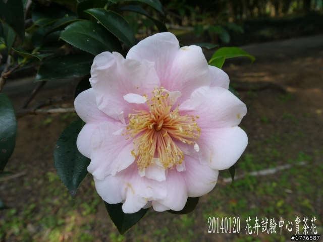 20140120 陽明山花季賞櫻竹子湖賞芋之旅