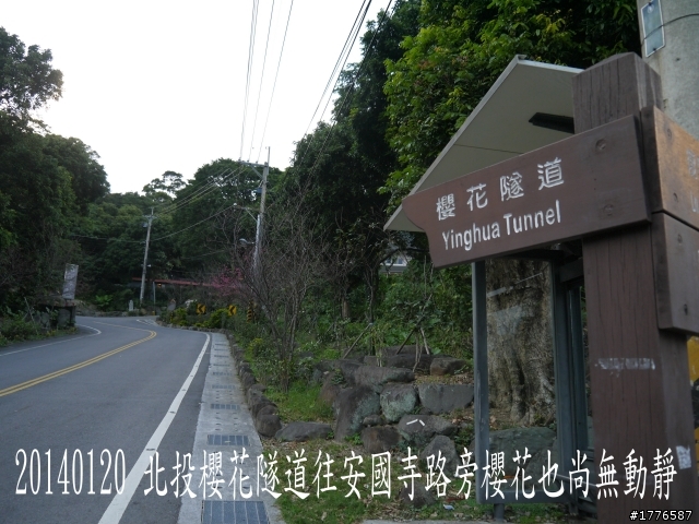 20140120 陽明山花季賞櫻竹子湖賞芋之旅