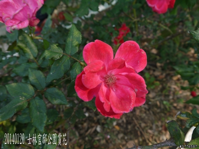 20140120 陽明山花季賞櫻竹子湖賞芋之旅