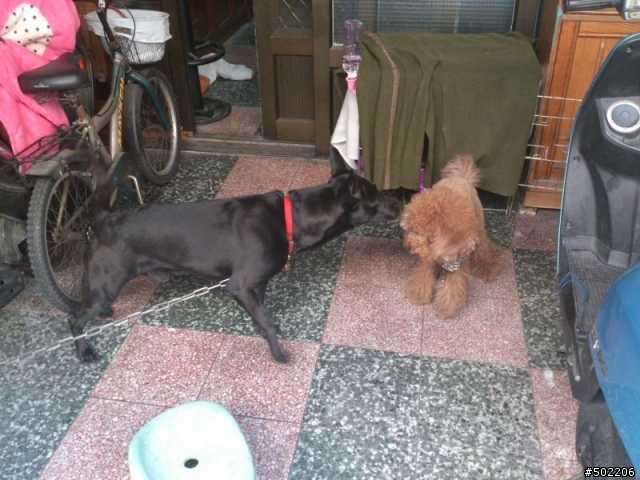 急尋 失主 及 好心領養人 -紅貴賓 公 成犬(已被領養了,請勿再來電)