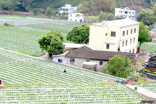 景點|苗栗大湖 第一期 採草莓 酸酸甜甜的浪漫味道