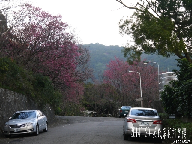 20140120 陽明山花季賞櫻竹子湖賞芋之旅